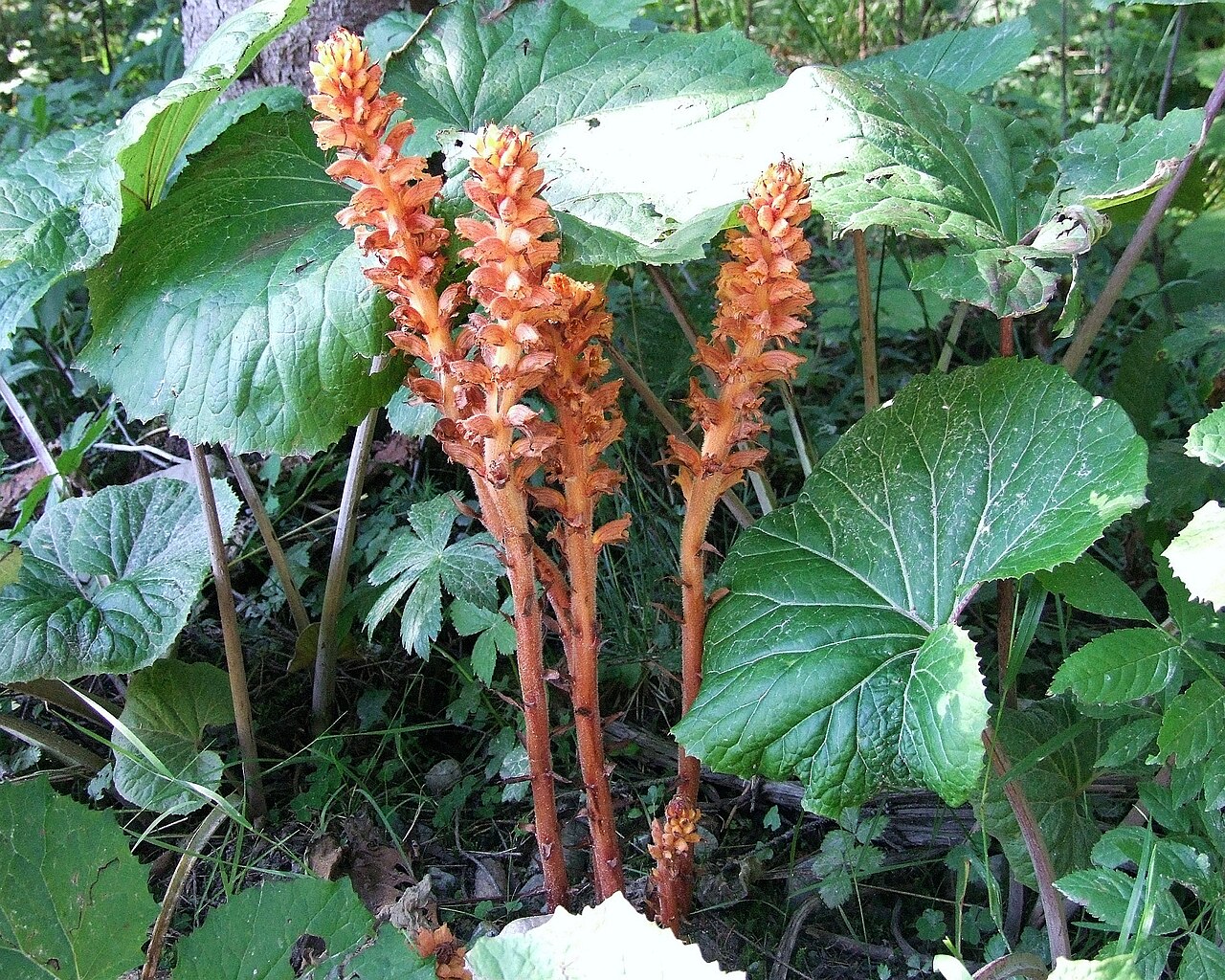 Orobanche flava: Orobanche flava