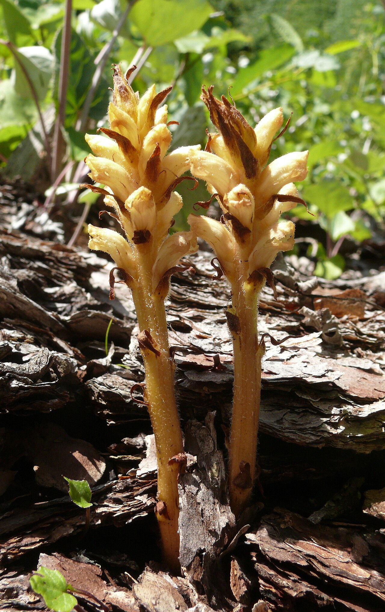 Orobanche flava: Orobanche flava , Allgäuer Alpen, Deutschland