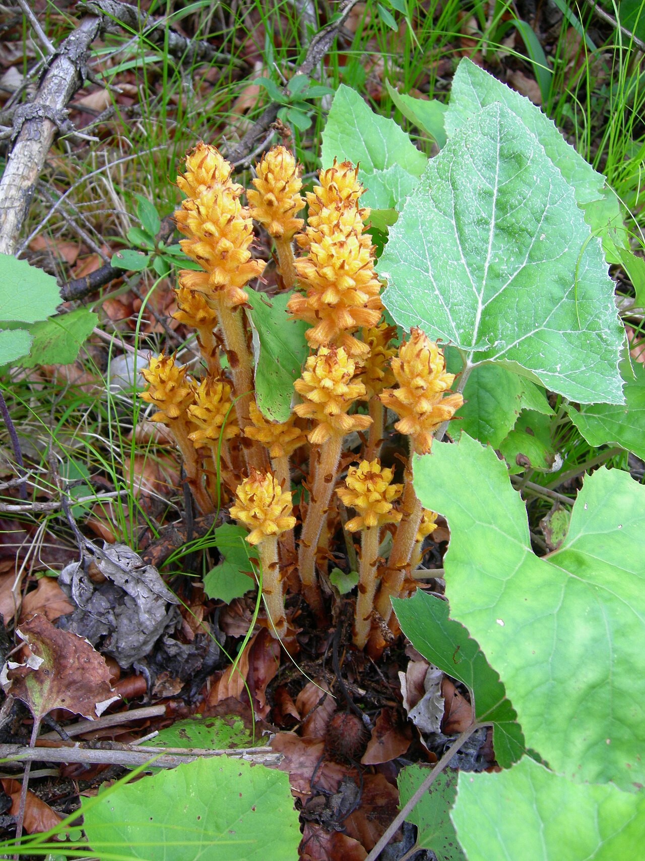Orobanche flava: Orobanche flava