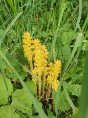 Orobanche flava (Orobanche flava)