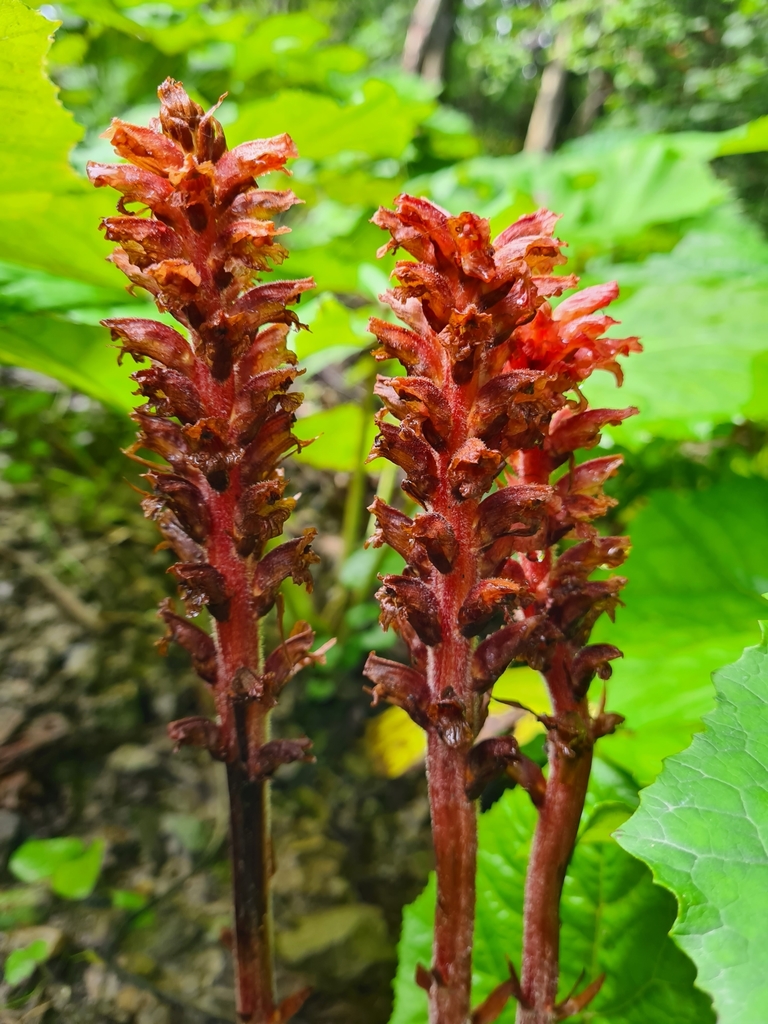 Orobanche flava (Orobanche flava)