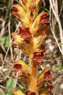 Orobanche gracilis: Orobanche gracilis , Berchtesgadener Alpen, Austria