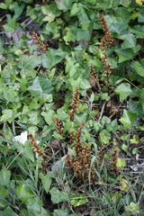 Ivy broomrape (Orobanche hederae)