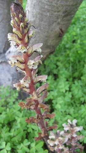 Ivy broomrape (Orobanche hederae)