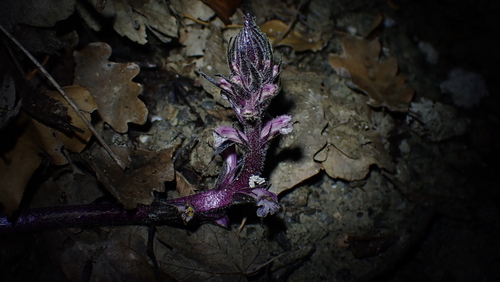Ivy broomrape (Orobanche hederae)