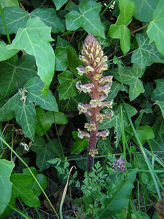 Ivy broomrape: Orobanche hederae Source : [1]