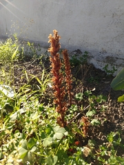 Ivy broomrape (Orobanche hederae)
