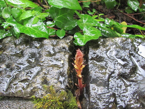 Ivy broomrape (Orobanche hederae)