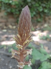 Ivy broomrape (Orobanche hederae)
