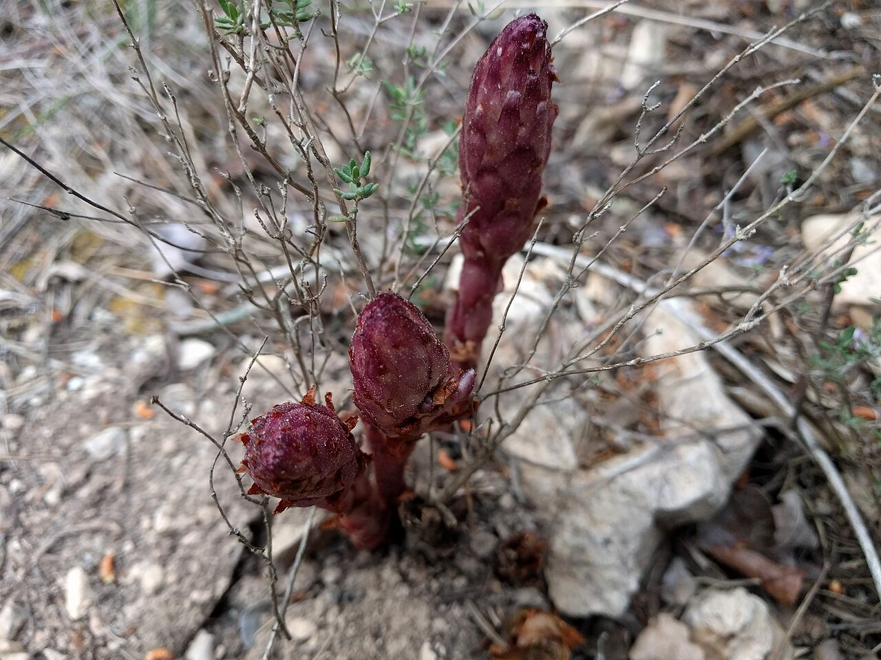 Orobanche latisquama: Frare del romaní a Santa Perpètua de Gaià
