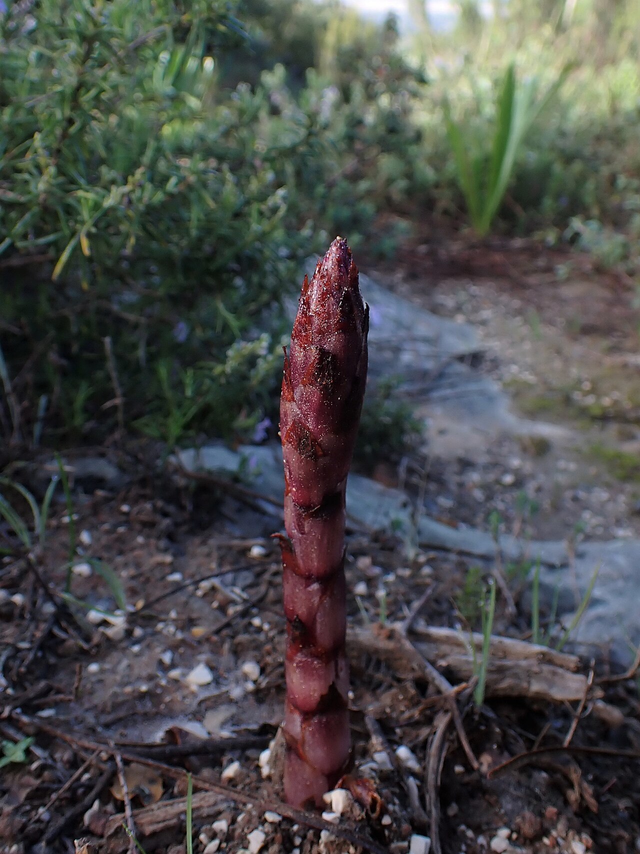 Orobanche latisquama: Orobanche latisquama in Benedita in municipality of Alcobaça in Portugal