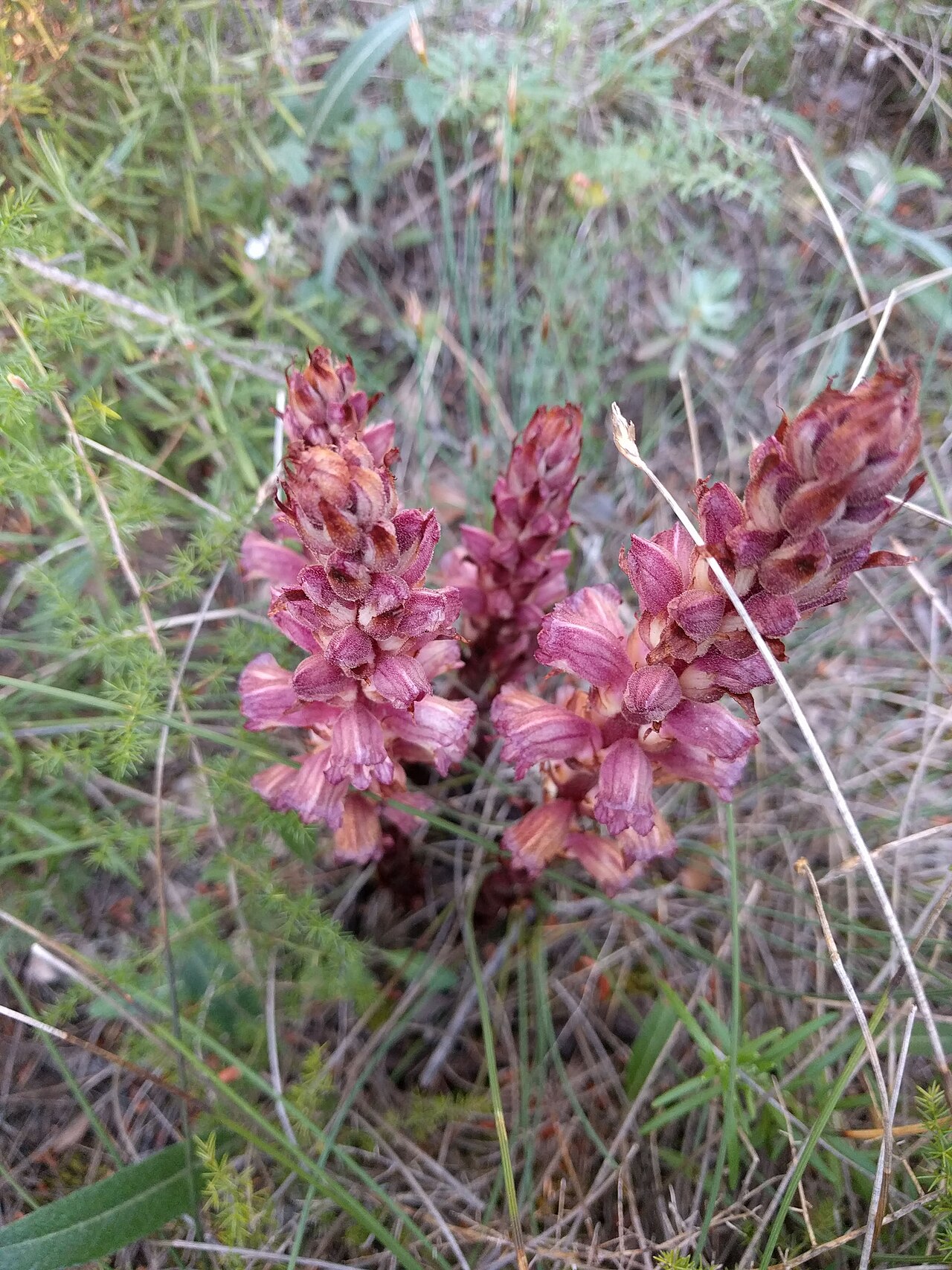 Orobanche latisquama: Frare del Romaní a Santa Perpètua de Gaià