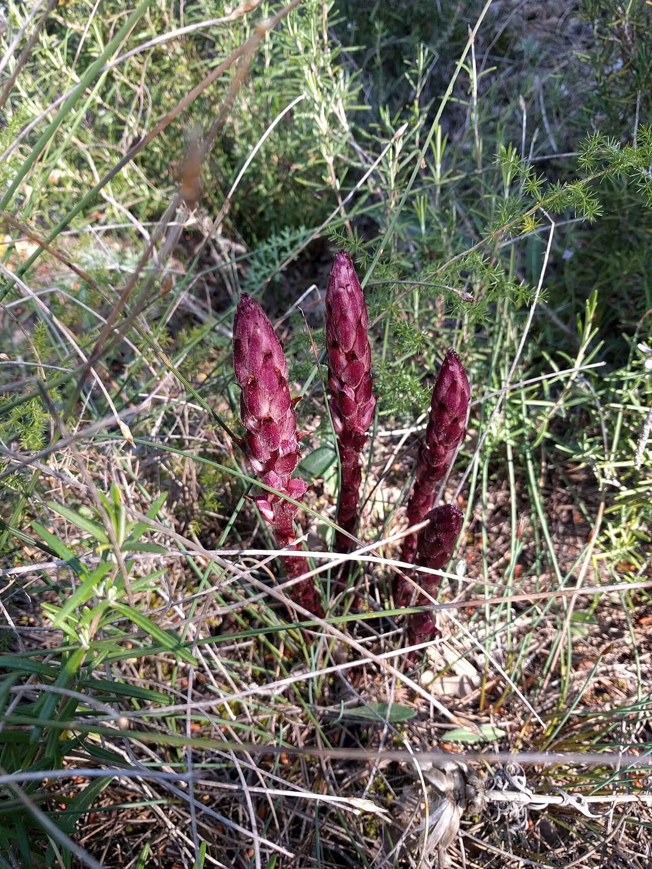 Orobanche latisquama: Frare del romaní a Santa Perpètua de Gaià