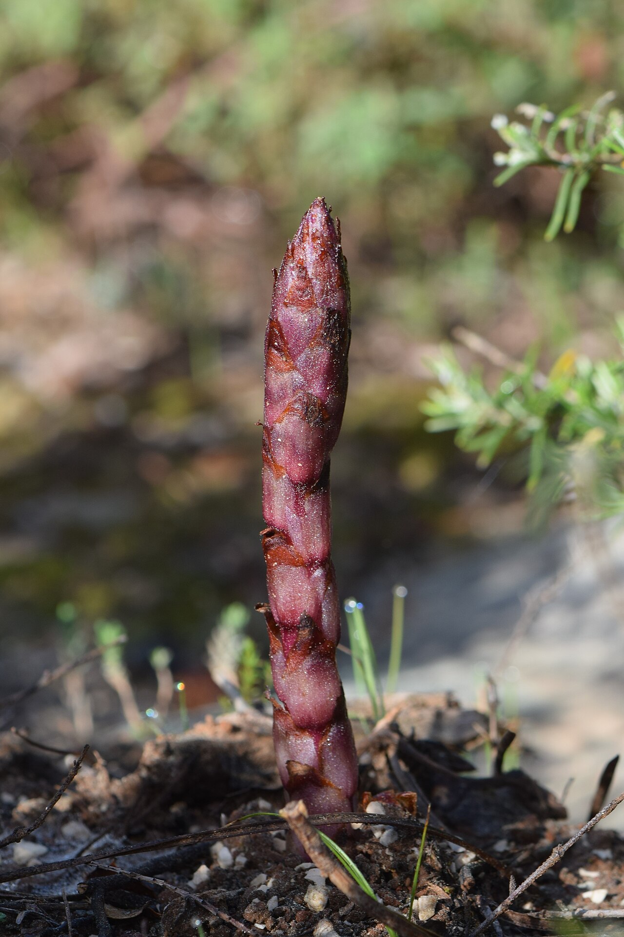 Orobanche latisquama: Orobanche latisquama in Benedita in municipality of Alcobaça in Portugal