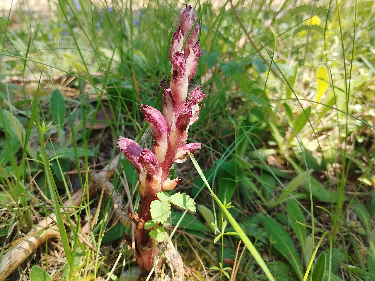 Orobanche latisquama: Boulardia latisquama, Castellcir
