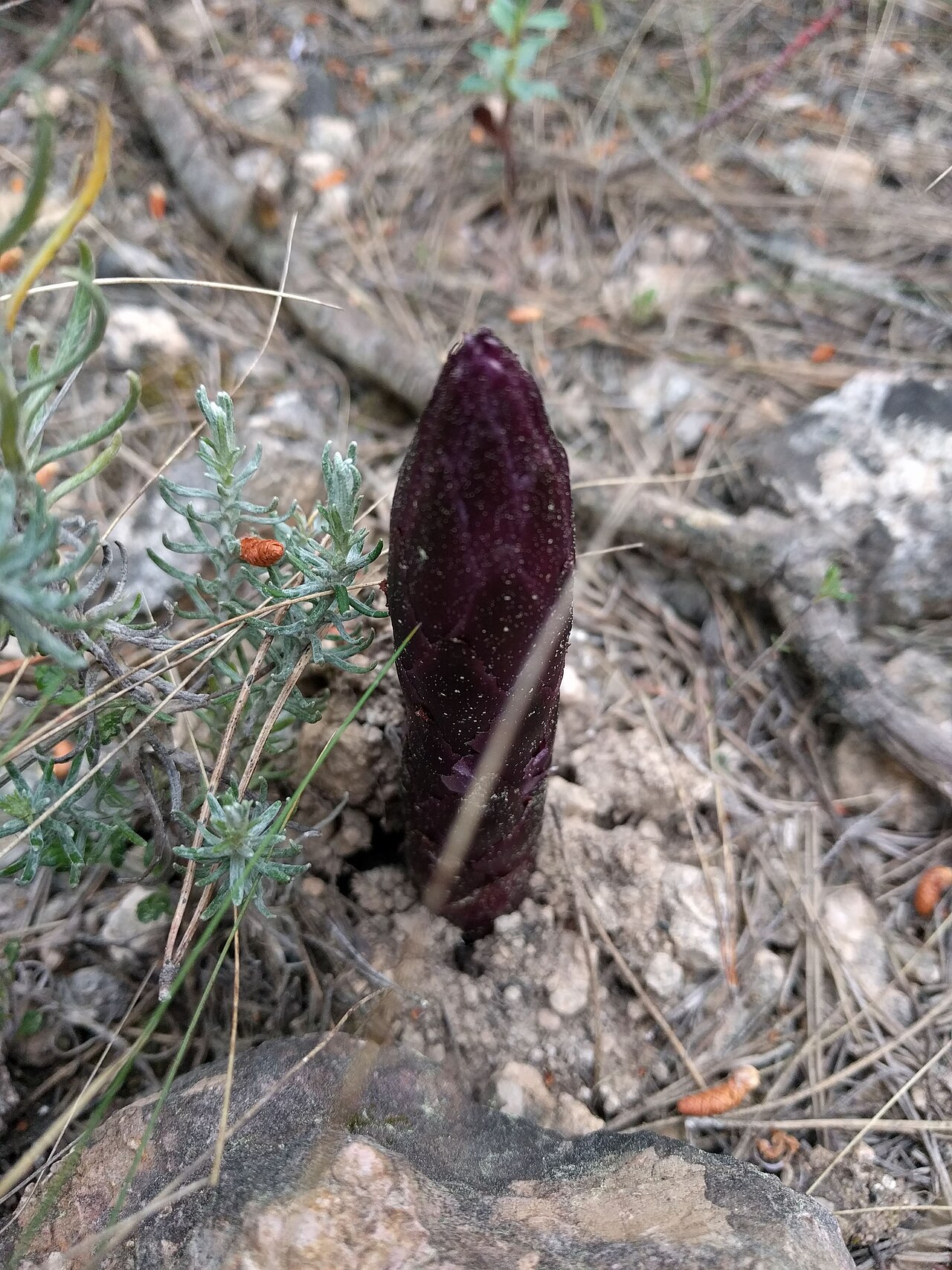 Orobanche latisquama: Frare del romaní a Santa Perpètua de Gaià