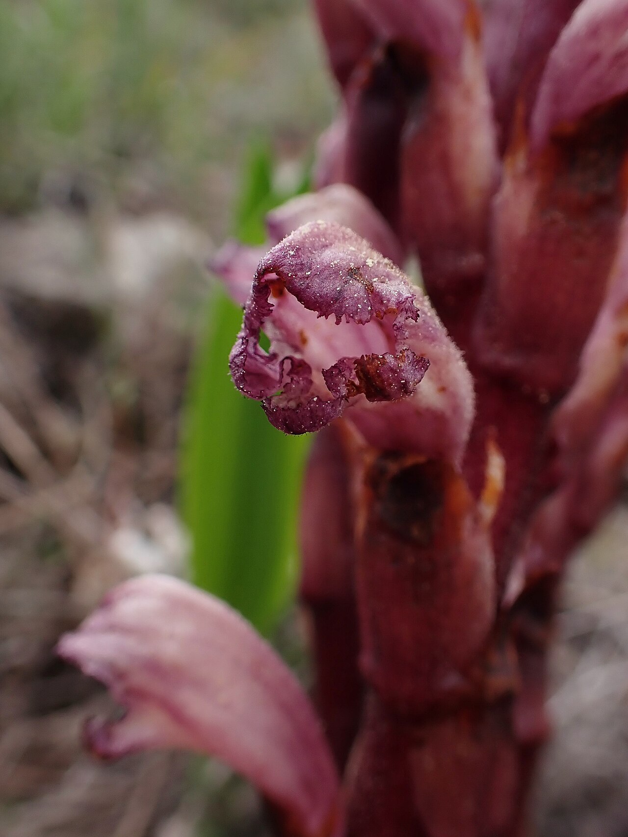 Orobanche latisquama: Orobanche latisquama in Vale de Ventos in municipality of Alcobaça in Portugal