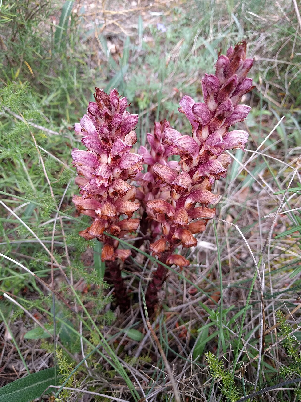 Orobanche latisquama: Frare del Romaní a Santa Perpètua de Gaià