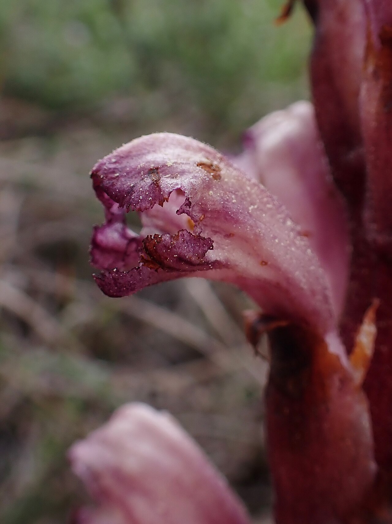 Orobanche latisquama: Orobanche latisquama in Vale de Ventos in municipality of Alcobaça in Portugal