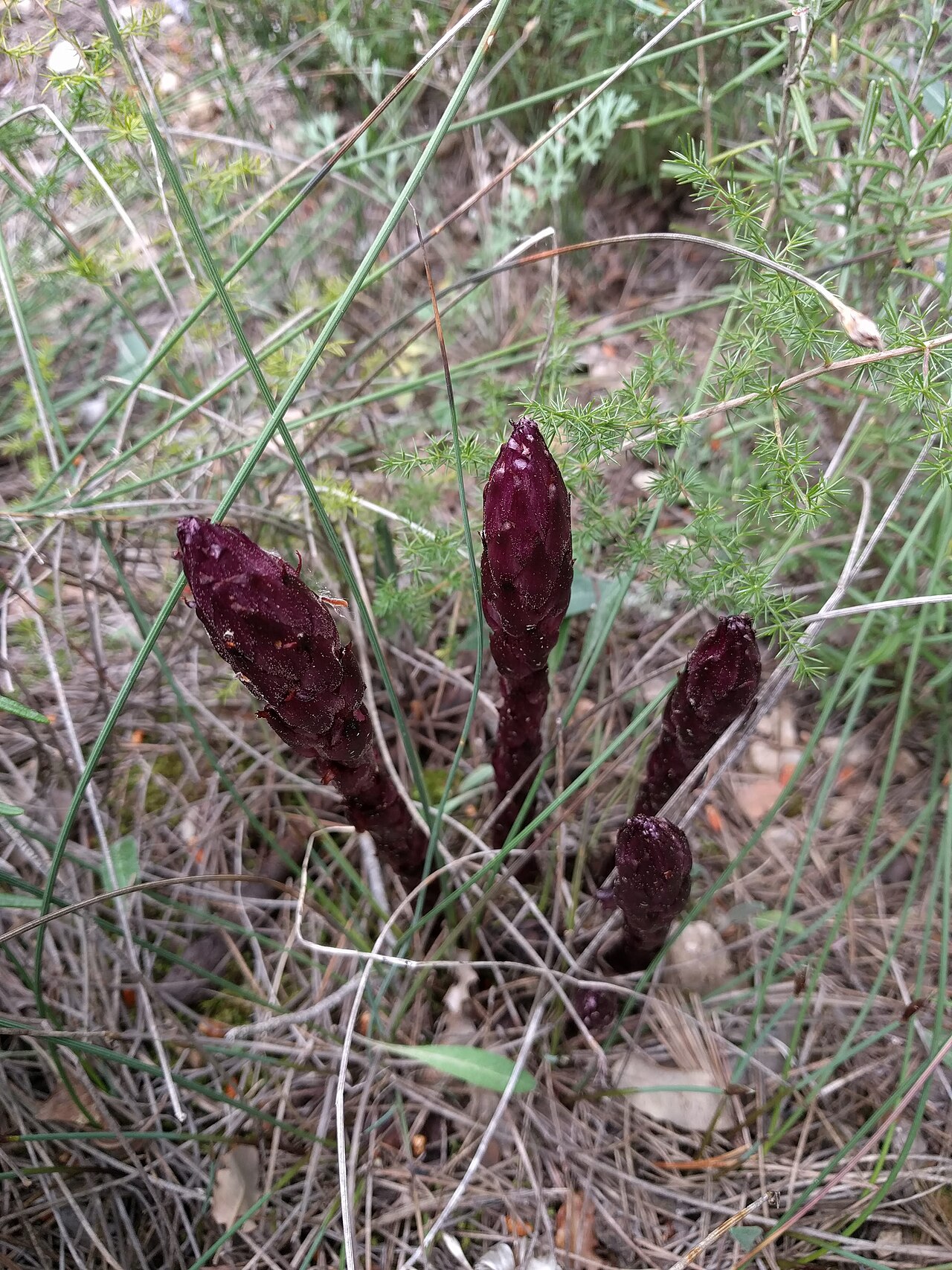 Orobanche latisquama: Frare del romaní a Santa Perpètua de Gaià