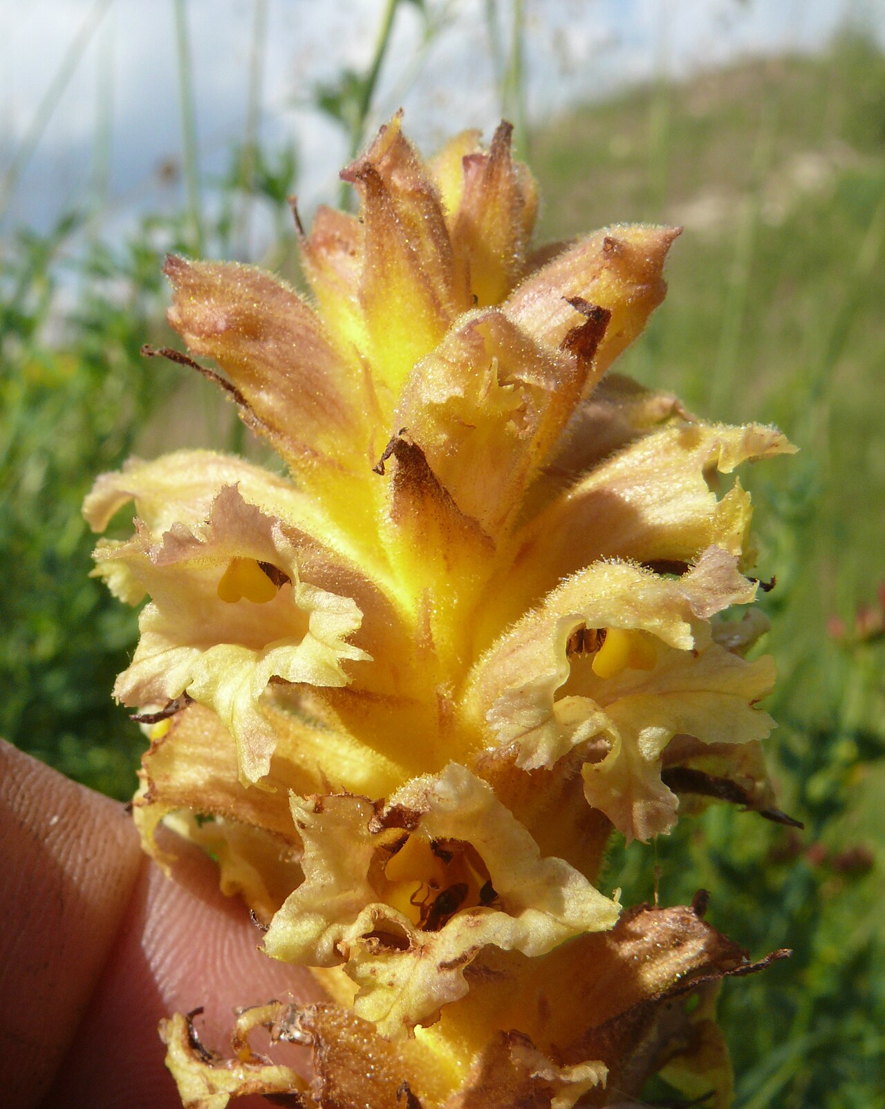 Yellow broomrape: Orobanche lutea , Nördlinger Ries, Deutschland