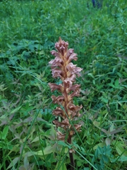 Yellow broomrape (Orobanche lutea)
