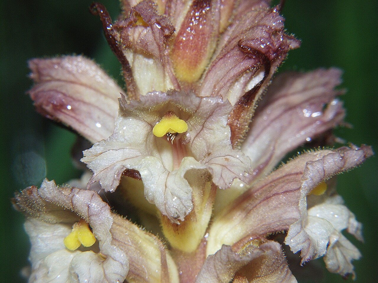 Yellow broomrape: Orobanche lutea , Unteres Illertal, Germany
