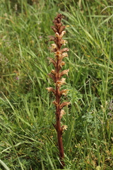 Yellow broomrape (Orobanche lutea)