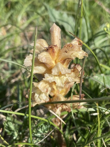 Yellow broomrape (Orobanche lutea)