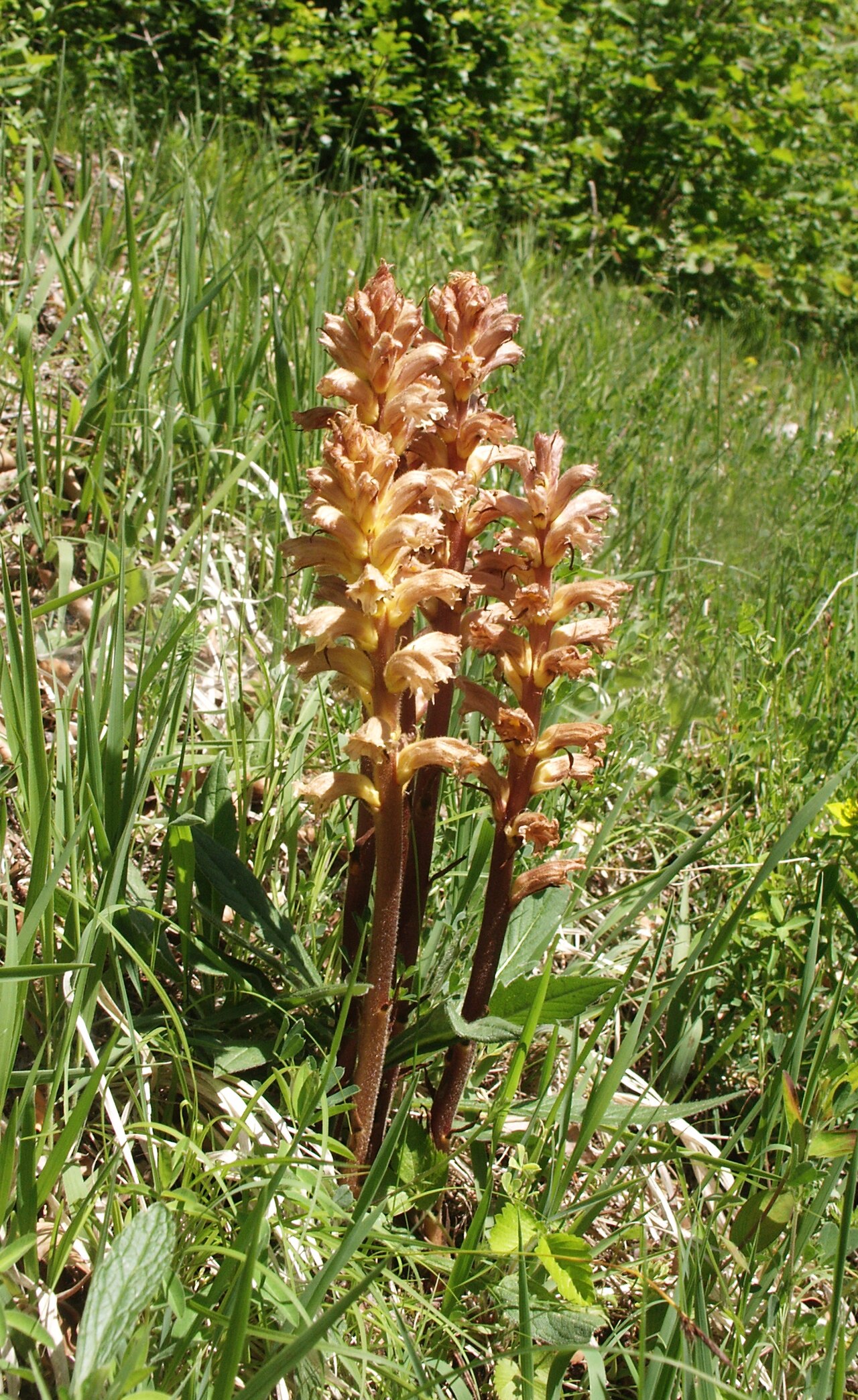 Yellow broomrape: Orobanche lutea , Mittlere Kuppenalb, Deutschland