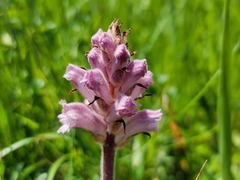 Yellow broomrape (Orobanche lutea)