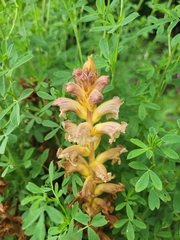 Yellow broomrape (Orobanche lutea)