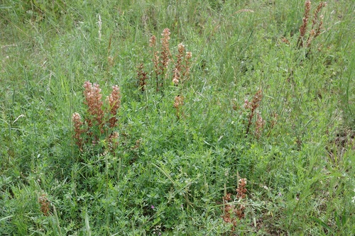 Yellow broomrape (Orobanche lutea)