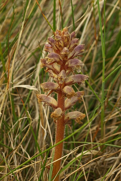 Hellroot: Common Broomrape (Orobanche minor) Broomrapes are wholly parasitic plants - because they have no need to photosynthesise in order to meet their nutrient require