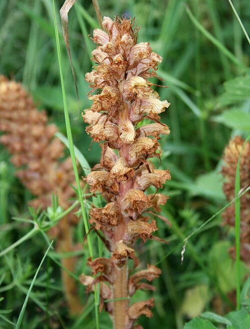 Hellroot: Lesser broomrape (Orobanche minor) This parasitic plant was growing on the roots of knapweed.