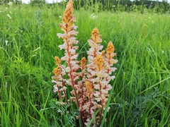 Hellroot (Orobanche minor)
