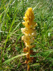 Hellroot (Orobanche minor)