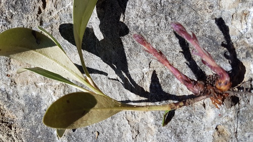 Hellroot (Orobanche minor)