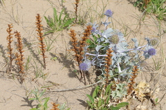 Hellroot (Orobanche minor)