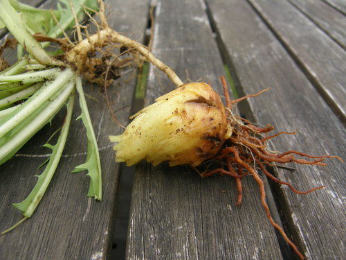 Hellroot (Orobanche minor)