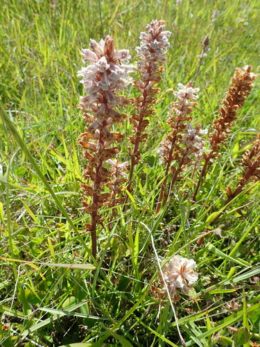 Hellroot (Orobanche minor)
