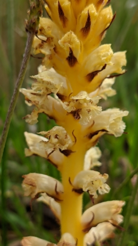 Hellroot (Orobanche minor)