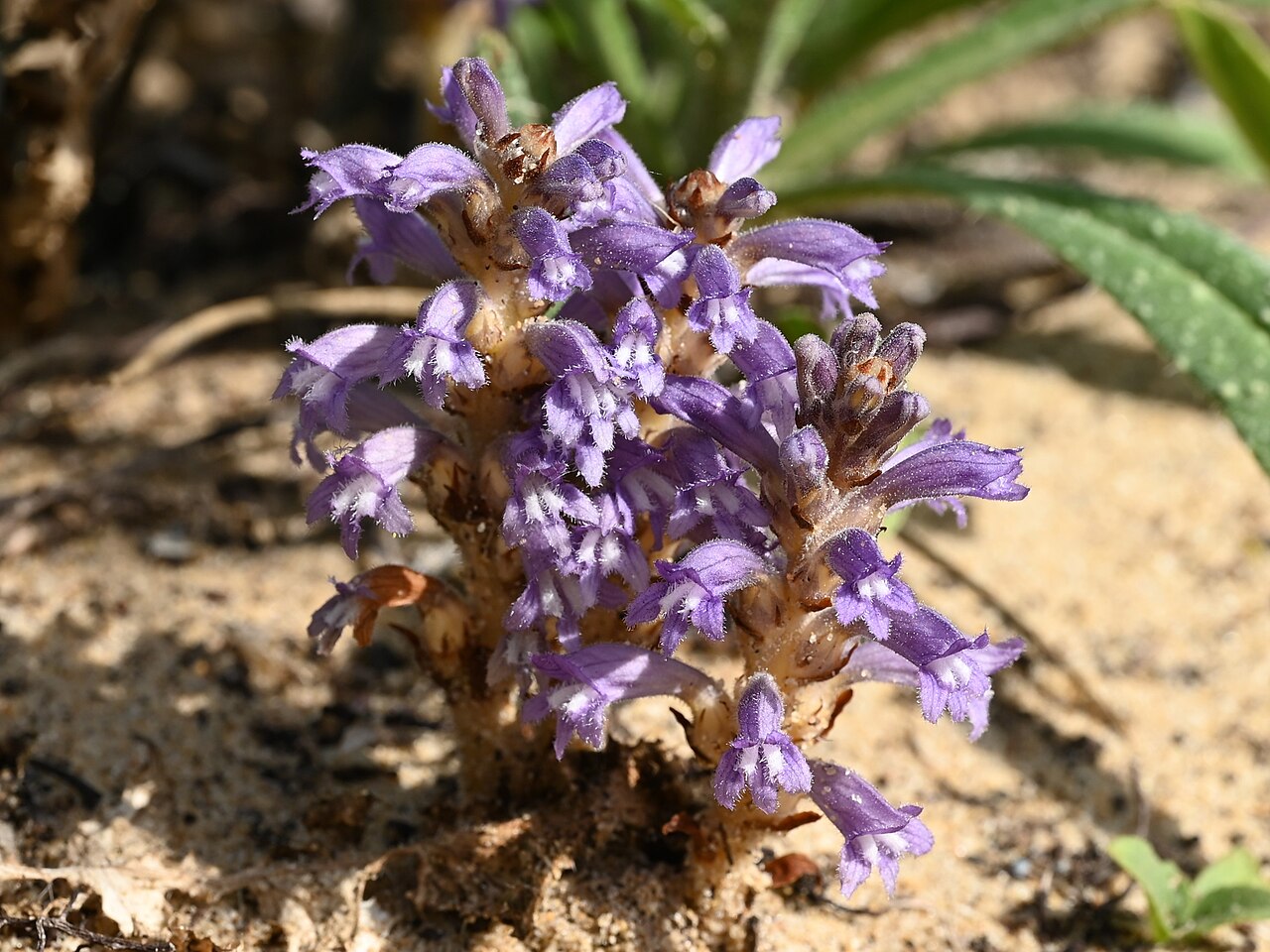 Orobanche nana: Orobanche nana wild growing in Jardin Botanico Dunas del Odiel, Andalusia