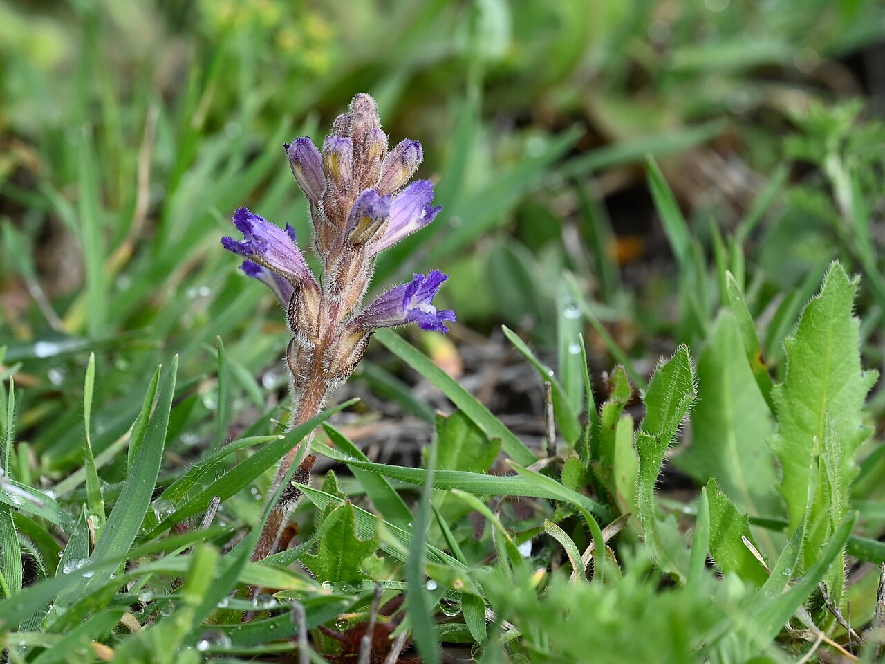 Orobanche nana: Orobanche nana SE from Antequera, Andalusia