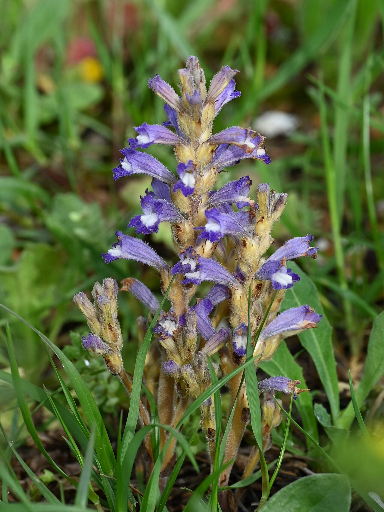 Orobanche nana: Orobanche nana SE from Antequera, Andalusia