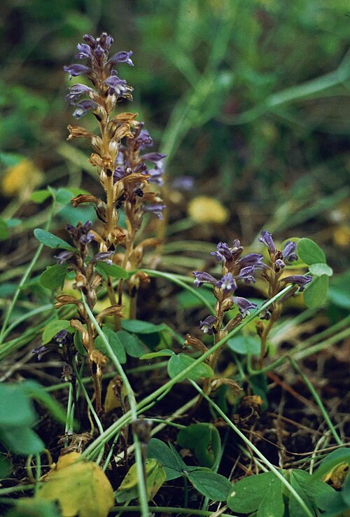 Orobanche nana: Orobanche nana , Sommerwurzgewächse (Orobanchaceae) – Griechenland/Ελλάδα/Greece: Akra Lardhigos S Argostoli/Αργοστόλι