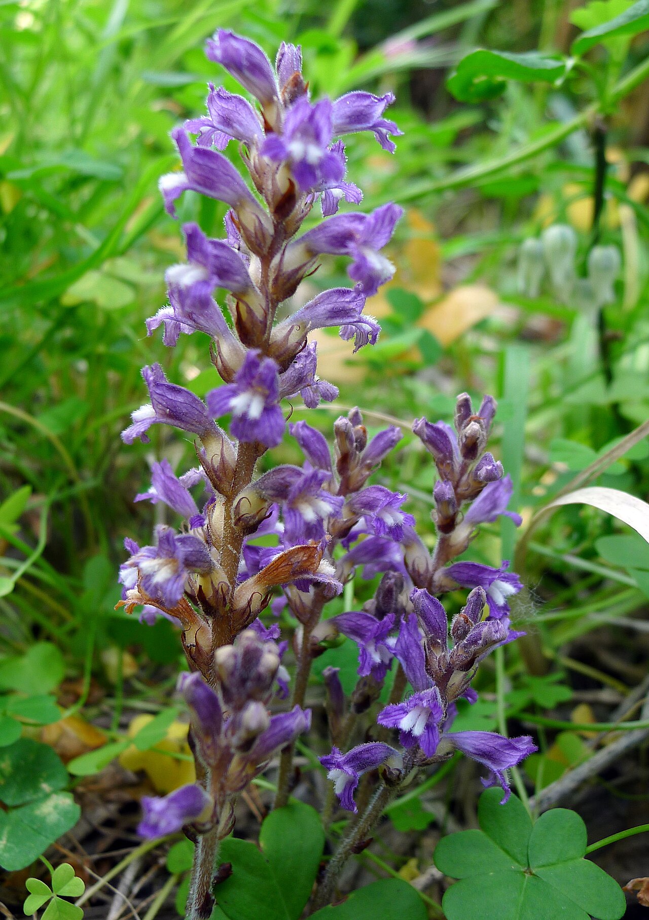 Orobanche nana: Orobanche nana