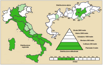 Orobanche nana: Orobanche nana - Distribuzione