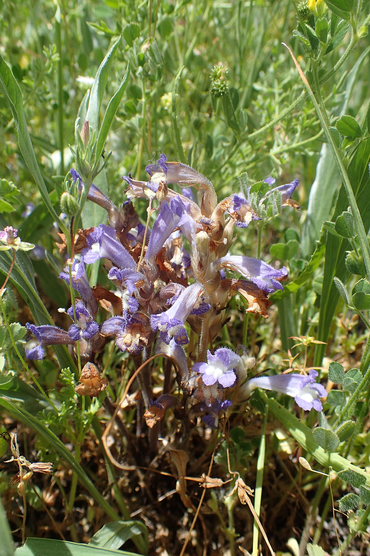 Orobanche nana: Orobanche (Phelipanche) nana in Shaki