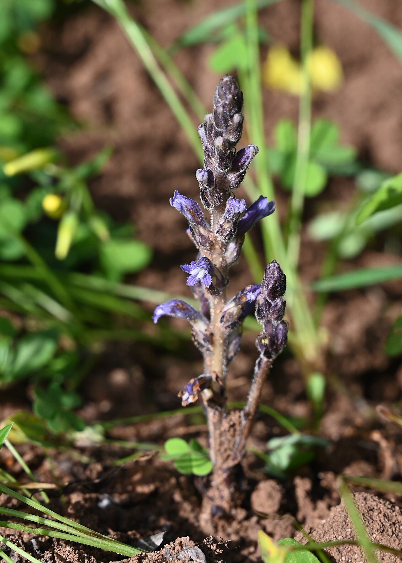 Orobanche nana: Orobanche nana S from Sotogrande, Andalusia